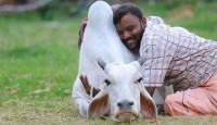 প্রেমিকাকে নয়, গরুকে জড়িয়ে ধরে ভ্যালেনটাইনস ডে পালনের প্রস্তাব