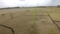জলবায়ু পরিবর্তন ভারতের চাল উৎপাদনে ব্যাপক প্রভাব ফেলেছে